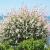 Salix integra 'Hakuro-nishiki' Pot 5 Liter Stam 60 cm
