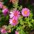 Aster n.-a. 'And. an Alma Pötschke' Pot 9 cm