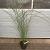 Miscanthus sin. 'Gracillimus' Pot 5 Liter 
