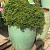Abies k. 'Brillant' Bolvorm 50-60 cm