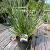 Cortaderia s. Tiny Pampa Pot 5 Liter 