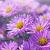 Aster n.-b. 'Fellowship' Pot 9 cm