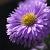 Aster n.-b. 'Marie Ballard' Pot 9 cm