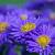 Aster n.-b. 'Schöne von Dietlikon' Pot 9 cm
