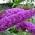 Buddleja d. 'Border Beauty' Pot 10 liter