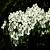 Cornus kousa Pot 15 liter 100 - 125 cm