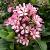 Escallonia laevis Pink Elle Pot 10 liter