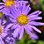 Aster thomsonii Pot 9 cm