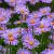 Aster tongolensis 'Napsbury' Pot 9 cm