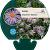 Aster tongolensis 'Napsbury' Pot 9 cm