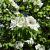 Pyrus c. 'Gieser Wildeman' Laagstam