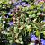 Ceratostigma willmottianum Pot 9 cm