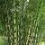 Fargesia robusta 'Campbell' Pot 5 Liter 80 - 100 cm