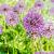Allium christophii Pot 9 cm