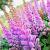Astilbe c. 'Superba' Pot 9 cm