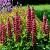 Lupinus 'My Castle' Pot 9 cm