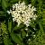 Sambucus nigra Pot 10 liter 80 - 100 cm