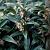 Sarcococca humilis Winter Gem Pot 2,5 Liter 30 - 40 cm