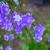 Campanula persicifolia Pot 9 cm