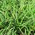 Carex morrowii 'Vanilla Ice' Pot 9 cm
