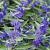 Caryopteris cland. Sterling Silver Pot 2 Liter