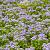 Ceanothus 'Concha' Pot 2 Liter