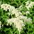 Astilbe (A) 'Weisse Gloria' Pot 9 cm