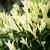 Euonymus jap. Paloma Blanca Pot 3 Liter 