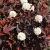 Physocarpus opulif. 'Diabolo' Pot 5 Liter 