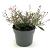 Gaura l. 'Siskiyou Pink' Pot 2 Liter
