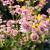 Astrantia maj. 'Florence' Pot 9 cm