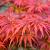 Acer pal. 'Fireglow' Pot 130 liter 200 - 250 cm Meerstammig