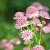 Astrantia maj. 'Pink Pride' Pot 9 cm