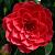 Camellia 'Black Lace' Pot 7,5 Liter 