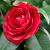 Camellia japonica Pot 18 liter 100 - 125 cm