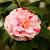 Camellia j. 'Bonomiana' Pot 7,5 Liter 