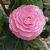 Camellia j. 'Sacco Vera' Pot 15 liter 