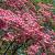 Cornus florida rubra Pot 50 Liter 175 - 200 cm