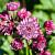 Astrantia maj. 'Ruby Cloud' Pot 9 cm