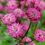 Astrantia maj. 'Star of Beauty' Pot 9 cm
