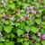Lamium mac. 'Roseum' Pot 9 cm