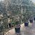 Ligustrum j. 'Texanum' Scherm 110x160 (BxH)