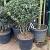 Osmanthus Aquifolium Pot 65 Liter 125 - 150 cm Meerstammig
