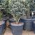 Osmanthus heterophyllus Pot 50 Liter 100 - 125 cm Meerstammig