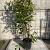 Photinia fraseri 'Red Robin' Pot 18 liter 125 - 150 cm