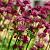 Astrantia 'Moulin Rouge' Pot 9 cm