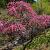 Prunus persica Pot 90 Liter Halfstam (Stamomtrek 16-18 cm)