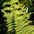 Athyrium f.-f. 'Lady in Red' Pot 9 cm