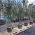 Quercus ilex Pot 70 Liter 200 - 250 cm Meerstammig