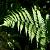 Athyrium f.-f. 'Rotstiel' Pot 9 cm